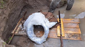 Rescataron restos fósiles de Glossotherium hallado en Soriano