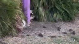 altText(Ratas invadieron el Parque Rodó y la IM limpiará y podará la zona)}