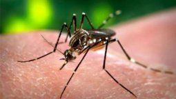 altText(Lo que faltaba: se detectó el primer caso de Zika importado)}