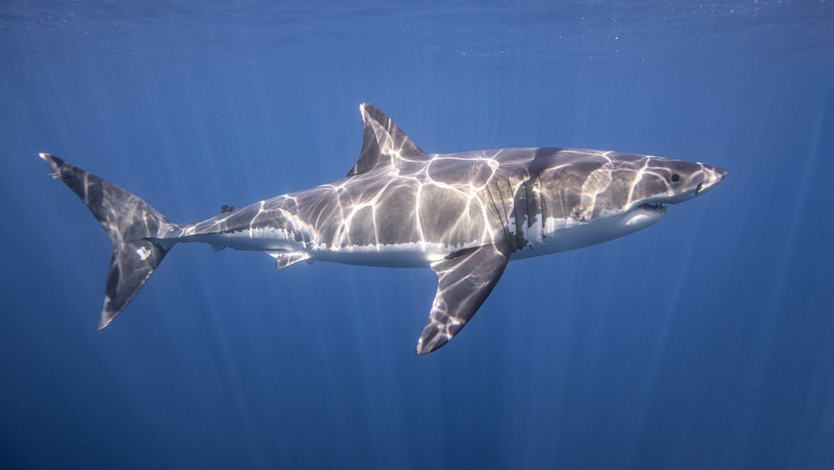 Tiburones blancos desafían convenciones