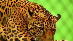 altText(Jaguar escapó de bioparque y mató a quien lo alimentaba)}
