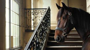 Insólito: robó un caballo e intentó esconderlo en su apartamento