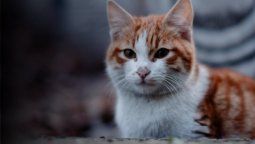 altText(La IM continúa con la campaña de adopción)}