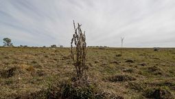 altText(Emergencia agropecuaria: la sequía reduce la producción y preocupa al sector)}