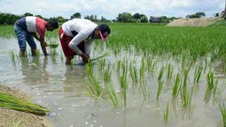 altText(Trabajadores rurales denuncian desregulación laboral)}