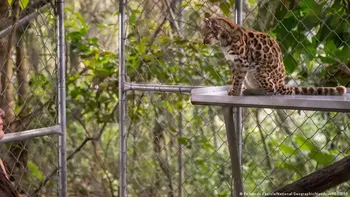 Una nueva especie de gato rompe un récord que desde 1923 tenía una especie uruguaya