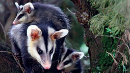 altText(Zarigüeyas: comenzó la temporada de cría, ¡no las mates!)}