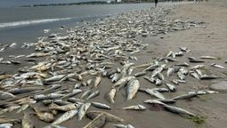 altText(Peces muertos en Piriápolis: Dinara advierte no ingerir)}