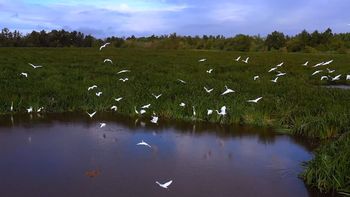 Una lógica perversa: alertan por daño ambiental y elitización en los Bañados de Carrasco