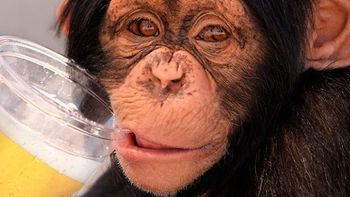 Experimento logró eliminar la adicción al alcohol en monos