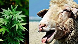 altText(Rebaño de ovejas consumió 270 kilogramos de marihuana )}