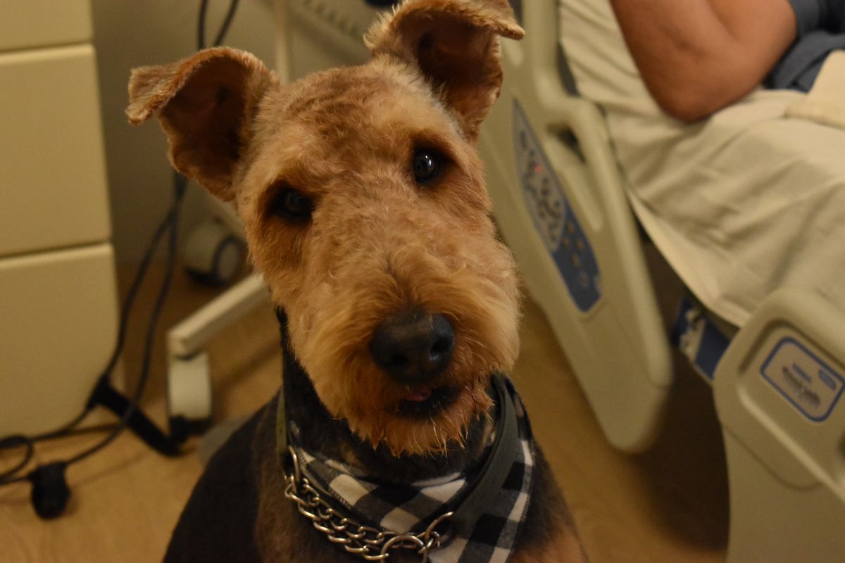 Mascotas en el Casmu Mascotas en el Casmu