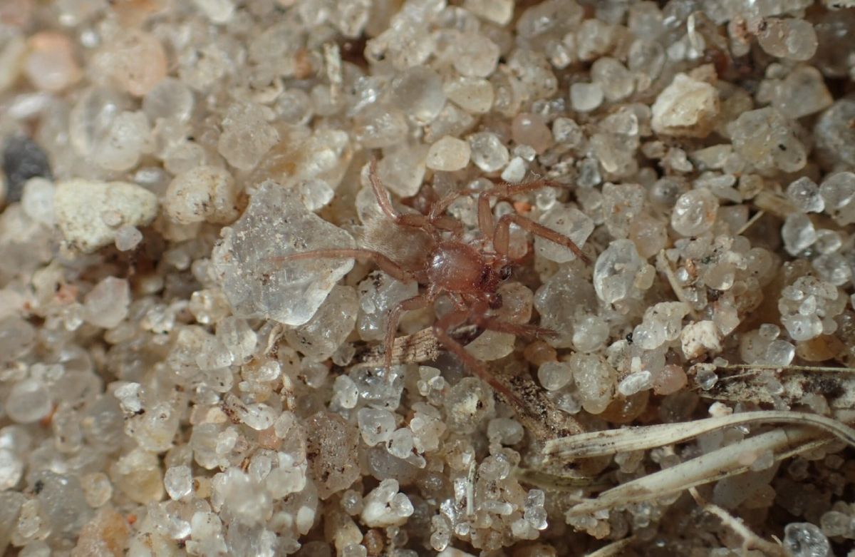Investigadores descubren nuevas especies de arañas. Investigadores descubren nuevas especies de arañas. 