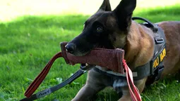 altText(Drago, el perro policía uruguayo que detectó 180 kilos de pasta base rumbo a Paraguay)}