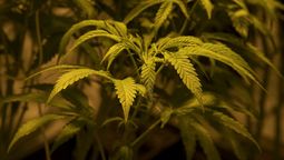 altText(Cannabis: 11% de aumento en inscriptos del mercado regulado)}