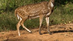 altText(Gobierno habilita la caza nocturna de especies exóticas)}