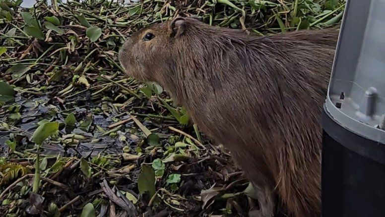El sorprendente rescate de un carpincho en Piriápolis