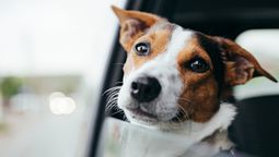 altText(IM tendrá asistencia 24 horas para animales accidentados)}