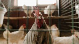 altText(MGAP suspendió emergencia sanitaria por influenza aviar)}