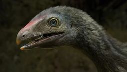 altText(Fósil hallado en Brasil es de antepasado de reptiles voladores)}