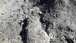 altText(Un Solo Uruguay denuncia que siguen sin control las jaurías)}