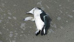 altText(¿Por qué murieron 200 pingüinos en las costas uruguayas?)}