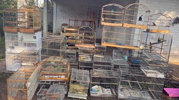 Incautaron 41 aves exóticas en una casa de Marindia