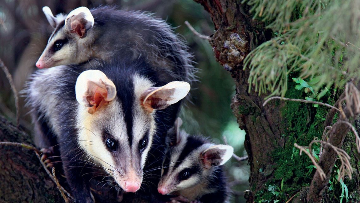 Zarigüeyas: comenzó la temporada de cría, ¡no las mates!