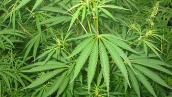 Presentan en Uruguay un inédito ensayo clínico con cannabis para pacientes con dolor crónico