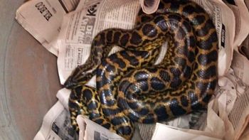 Anaconda capturada en Nueva Palmira