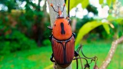 altText(El Gobierno formalizó un grupo asesor para fortalecer el combate al picudo rojo)}