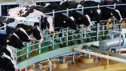 altText(¿Crisis o especulación en la Industria Láctea?)}