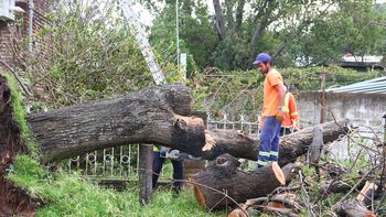 Lo que dejó el ciclón extratropical: 900 árboles caídos y 24 mil usuarios sin luz