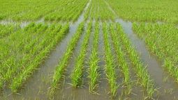 altText(Uruguay venderá arroz a México)}