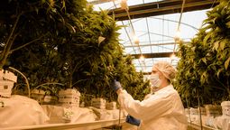 altText(La empresa de cannabis Pharmin despide a 56 trabajadores)}