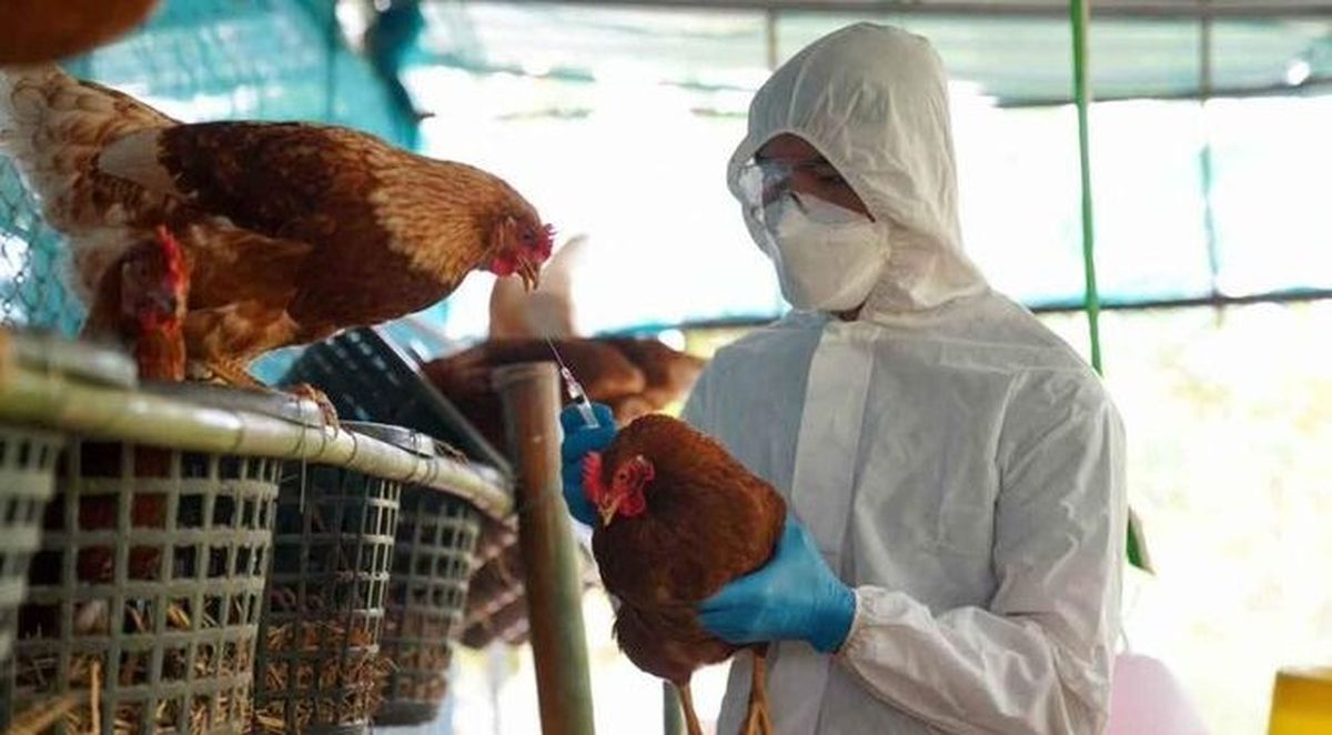 China: nuevo caso de gripe aviar en humanos