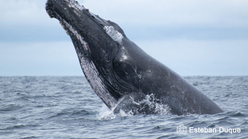 Armada británica confundió ruidos de gases de ballenas con submarinos espías.&nbsp;