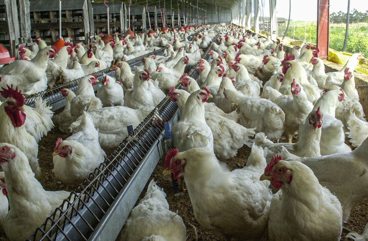 Se creó un GACH para tratar la gripe aviar