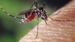 altText(MSP confirmó cuatro casos importados de chikungunya)}