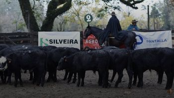 Silveira Agronegocios: otro fondo ganadero que se aproxima al concurso
