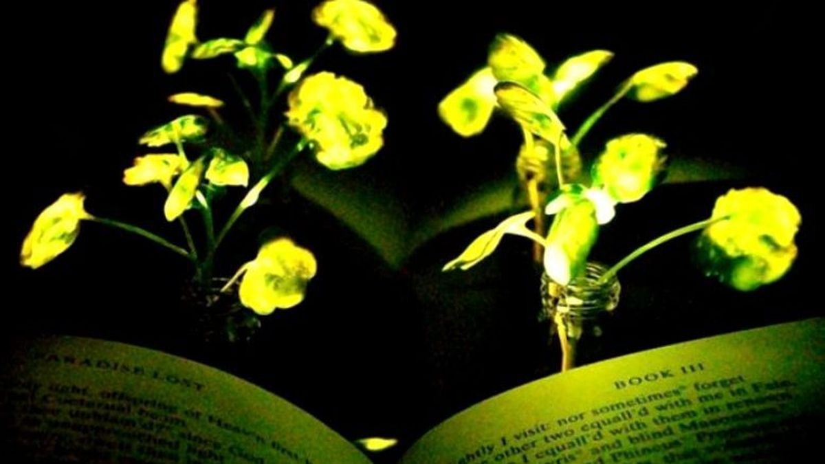 Plantas que brillan, nueva apuesta para generar energía eléctrica con el mundo vegetal