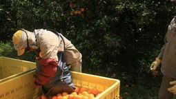 altText(Diputado salteño asegura que utiliza trabajadores con Covid-19 en la zafra de naranja)}