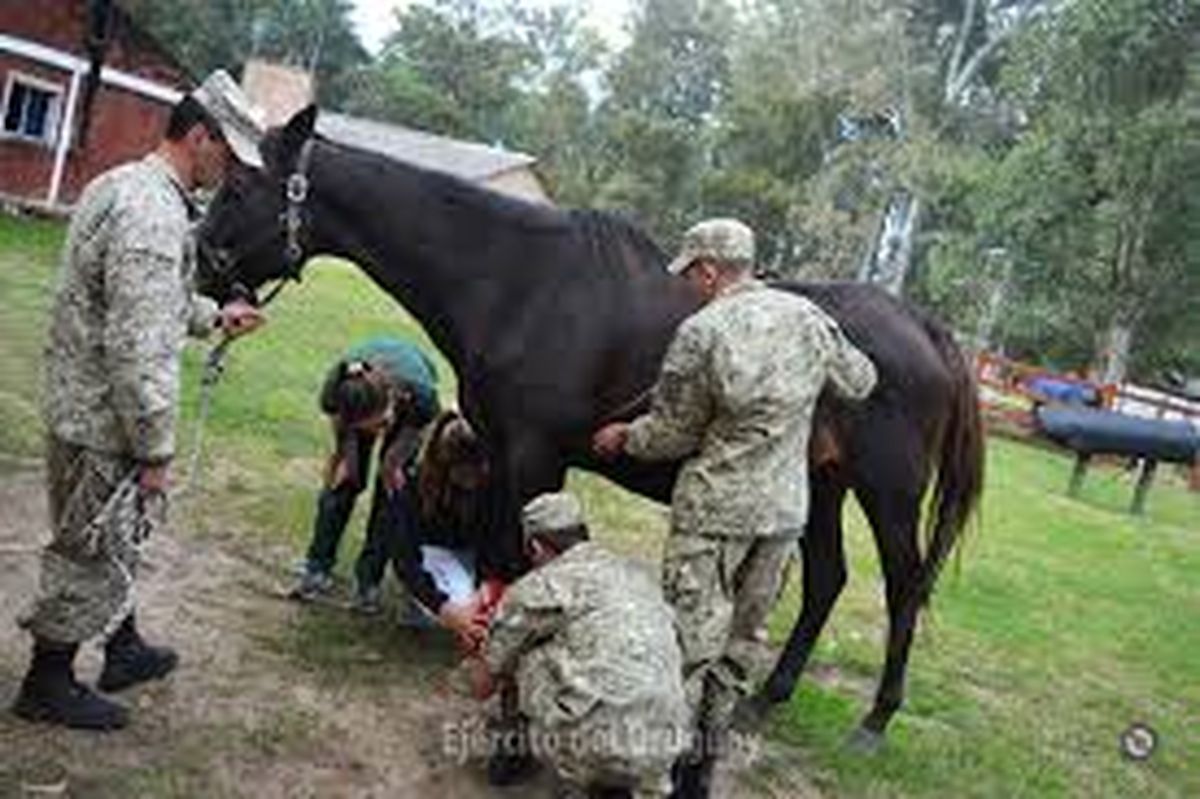 Los caballos del ejército nacional