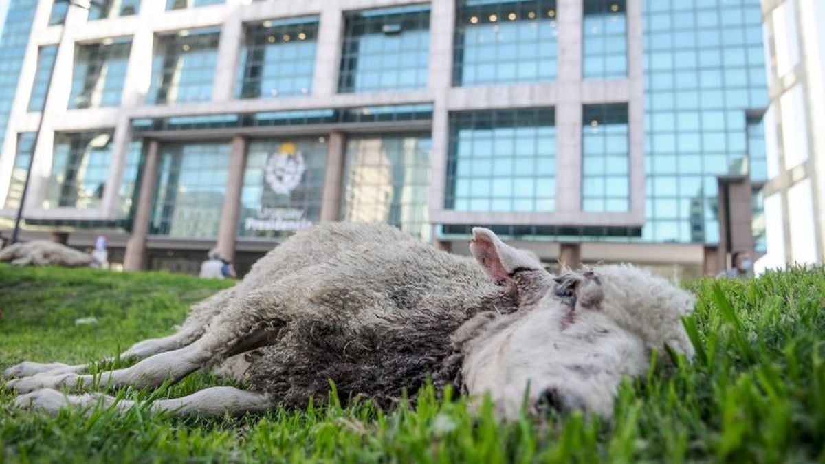 Colectivos animalistas piden que productores rurales “sean sancionados”