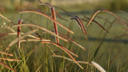 altText(Inauguran Centro de Investigación en Ciencias Ambientales)}