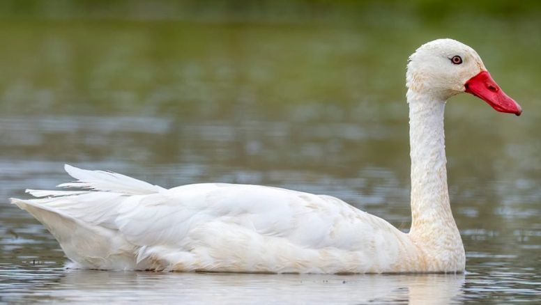 Ministerio de Ganadería declaró emergencia sanitaria por gripe aviar