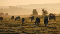 altText(Colonización abrió llamados para arrendamiento de tierras para productores)}