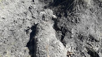 Un Solo Uruguay denuncia que siguen sin control las jaurías