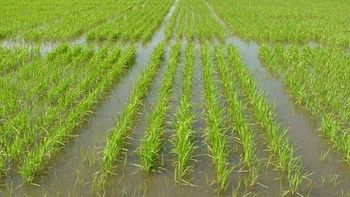Nuevas medidas favorecen a cultivadores de arroz