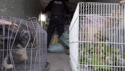 altText(Policía detuvo a un hombre que comercializaba ilegalmente animales exóticos)}